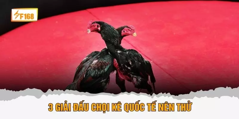 3 giải đấu chọi kê quốc tế nên thử