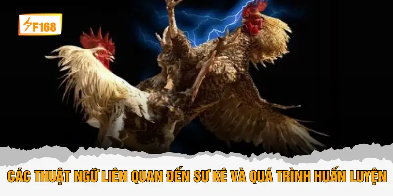 Các thuật ngữ liên quan đến sư kê và quá trình huấn luyện