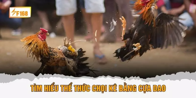 Tìm hiểu thể thức chọi kê bằng cựa dao